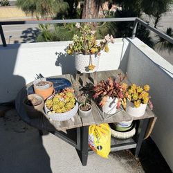Succulents 
