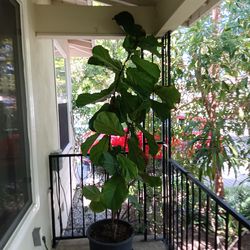 Fiddle - leaf fig plant, mature