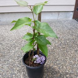 Lilac Tree  Color Purple.  19"