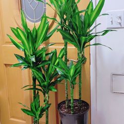 Beautiful Dracaena Cintho 3 in 1 🪴 $39 each