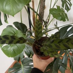 Rattle Snake Calathea House Plant 