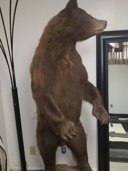 Bear for show room