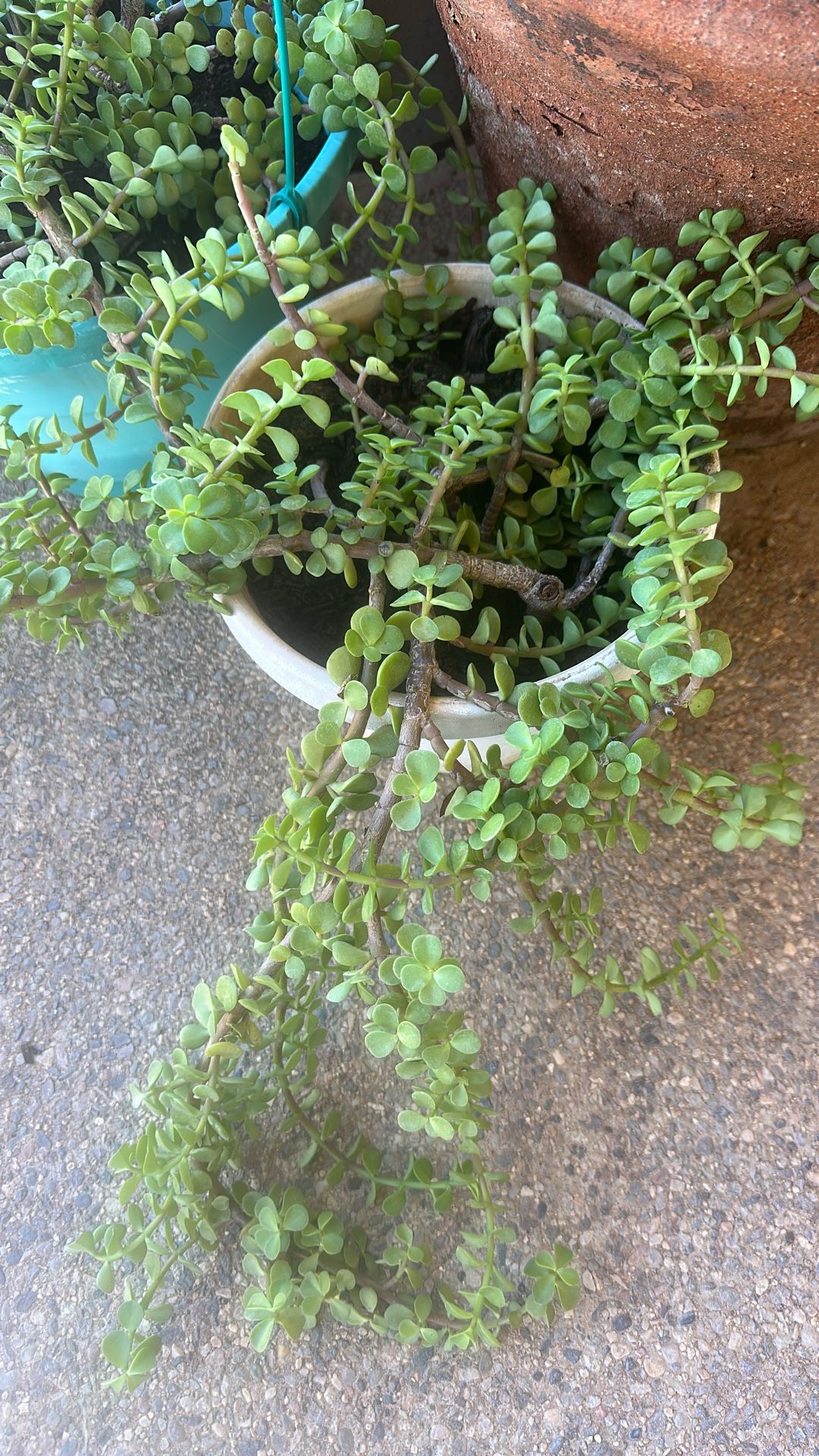Elephant Food Plant