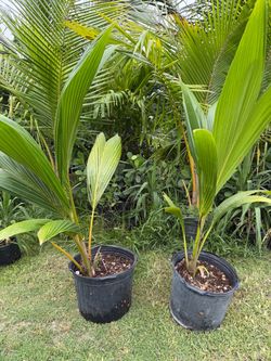 Coconut tree