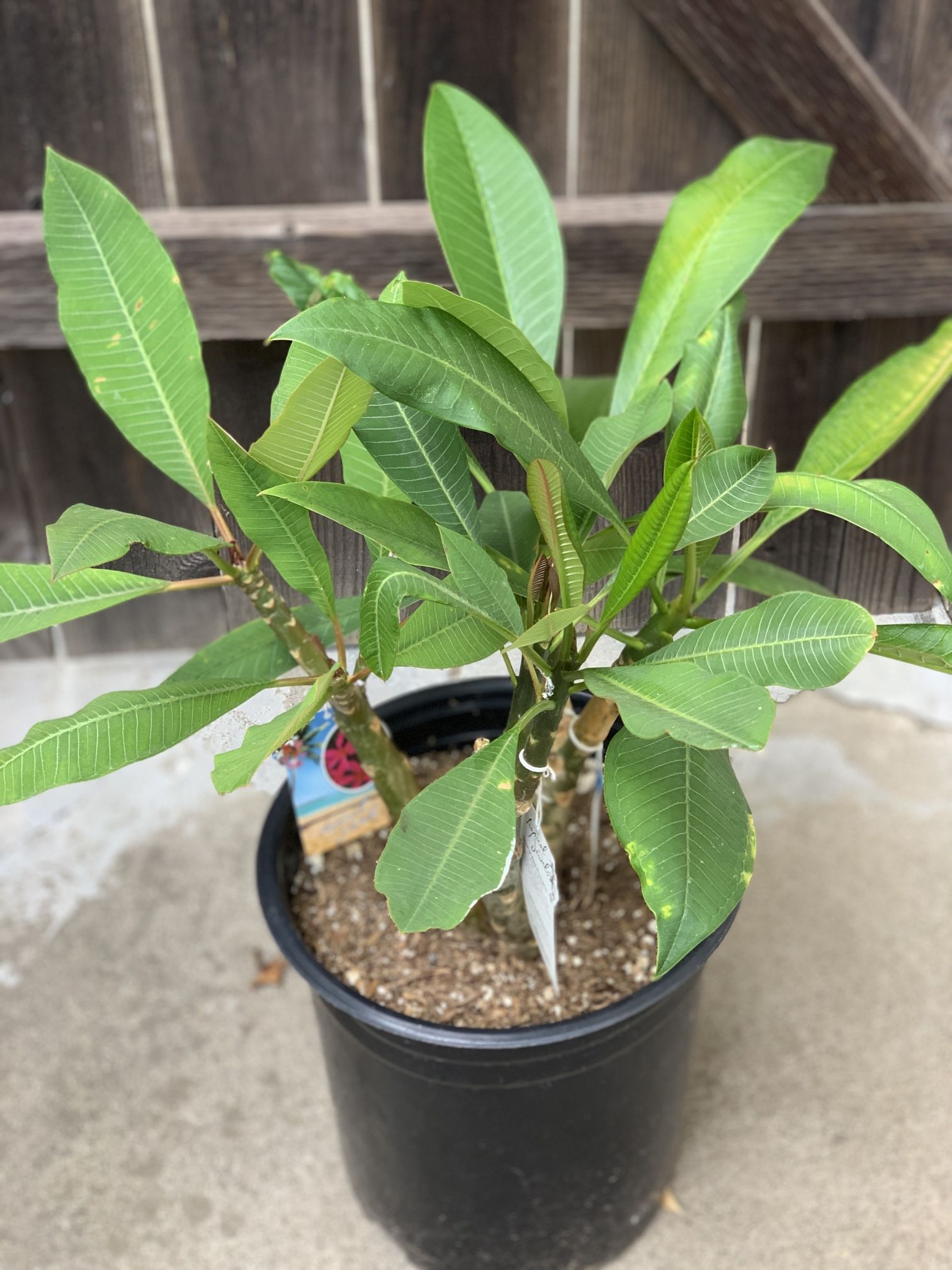 Beautiful Plumeria Plants in 5 Gallon Pot Cash Only