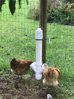 Chicken Feeders