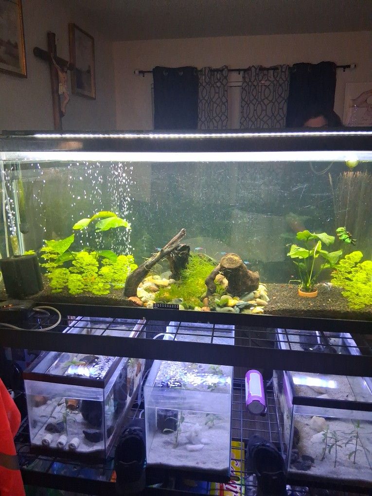 Fish Tank For Sale Everything Included 