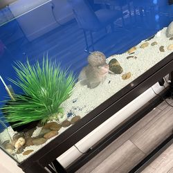 beautiful Flowerhorn