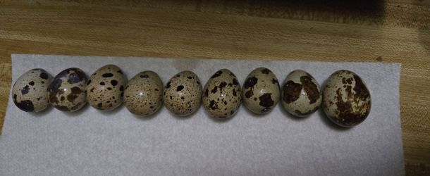 Quail eggs for incubation (hatching eggs)