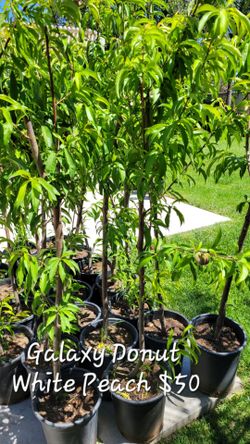 Fruit Trees For Sale (Pricing Below)