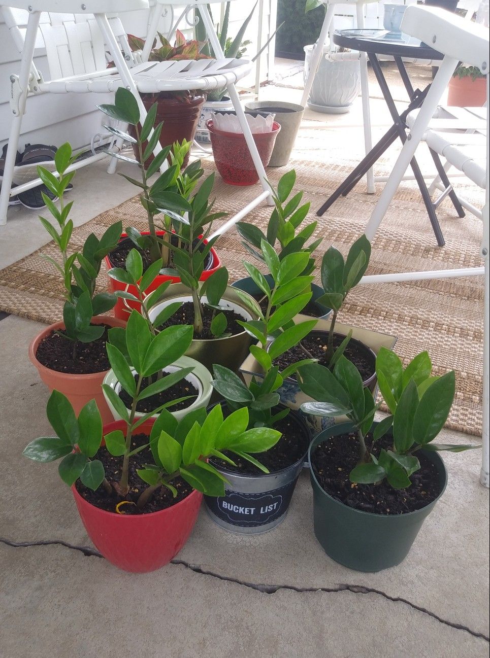 ZZ house plants$12-$18 each pot