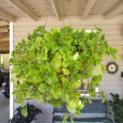 Beautiful Plant $25.00
