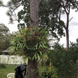 Very Big An Beautiful Plan  