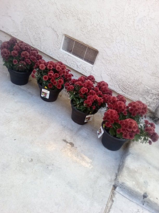 Plants 4 For $30 Obo