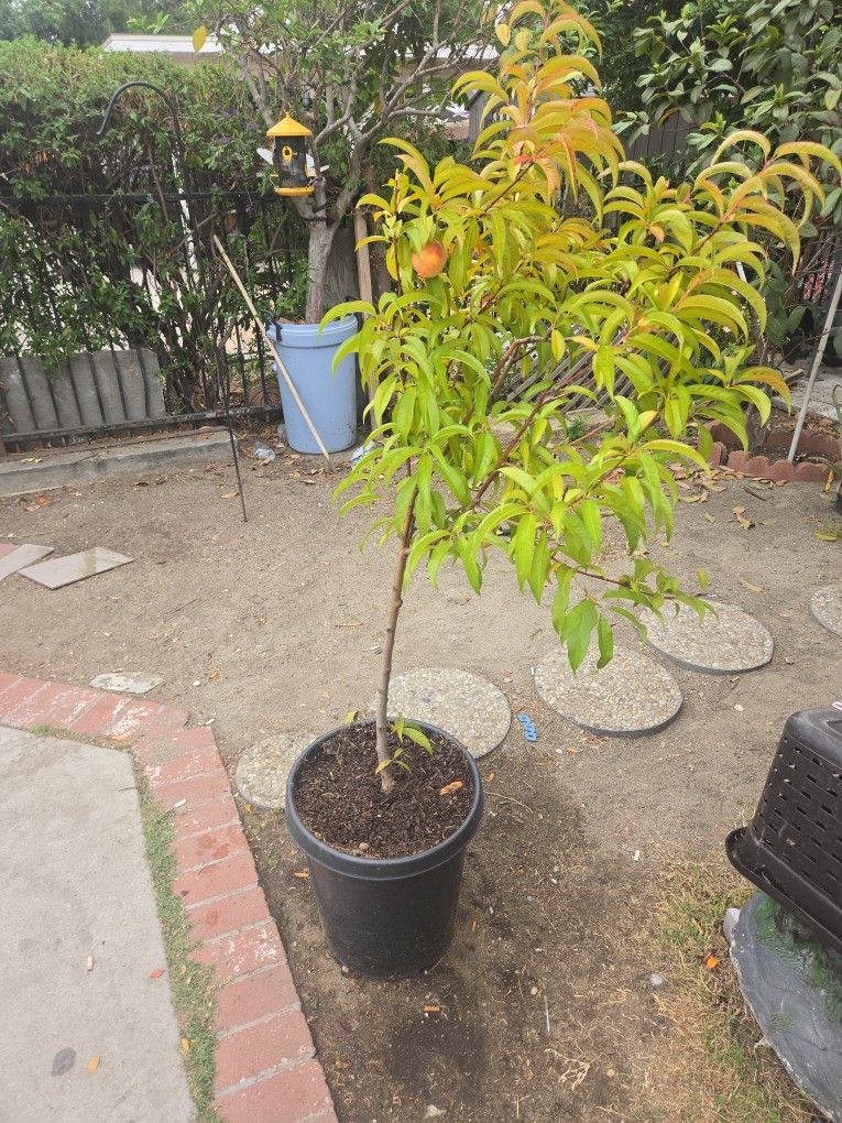 Peach Tree