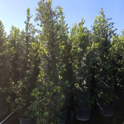 huge Podocarpus  over 7 to 8 feet tall Instant Privacy Hedge For Fence 