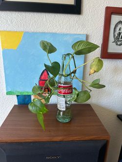 Golden Pothos Propagation