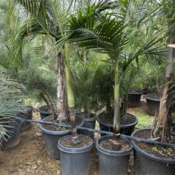 King Palm Tree 15gal