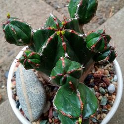 RARE!! Large Potted Euphorbia Handiensis 