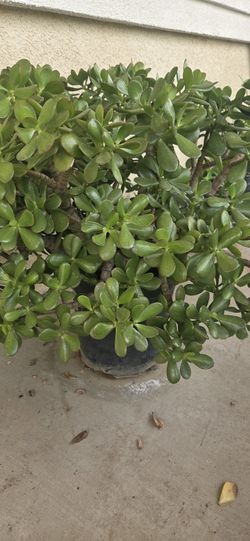 Jade Plants