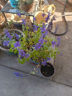Salvia Mystic Spires Blue