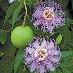 Purple possum passion fruits vine,  rooted