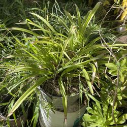 Green Plant Gorgeous