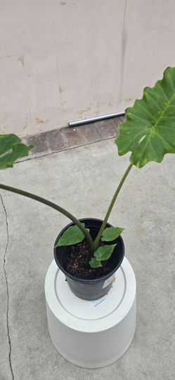 Alocasia Portodora