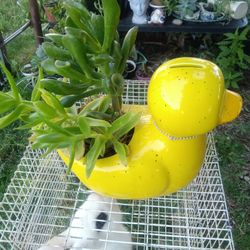 Tres Platas Diferentes En Un Pato