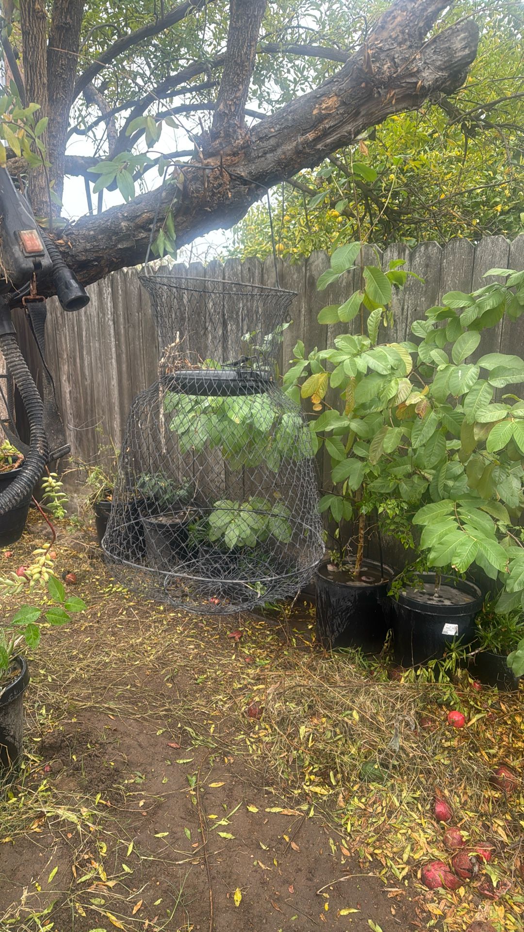 See what others say Fish Basket. For Fishing.