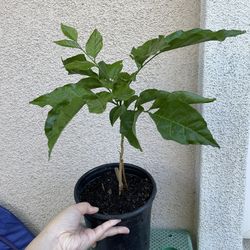Healthy Wampi Fruit Tree Plant