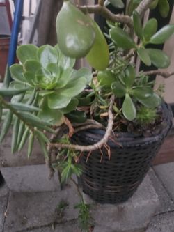 Beautiful Plant In Wicker Pot With Multiple Plants.  Moving Sale Pick Up In Modesto 