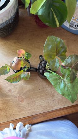 Red syngonium