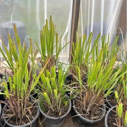Lemon Grass Plant’s for Sale🍋🌾🪴$10.00Each!! / Te de limon en venta🍋🪴🌾
