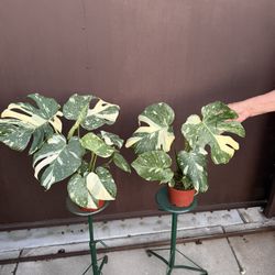 6” Monstera The Constellation ( Price Is For Each 