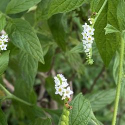 FREE UNPOTTED Native Scorpion Tail Plants **SEE DESCRIPTION BELOW ⬇️** 