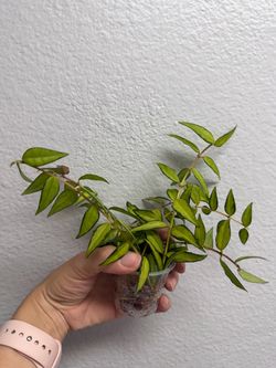 Hoya Bella ‘Lida Bois’