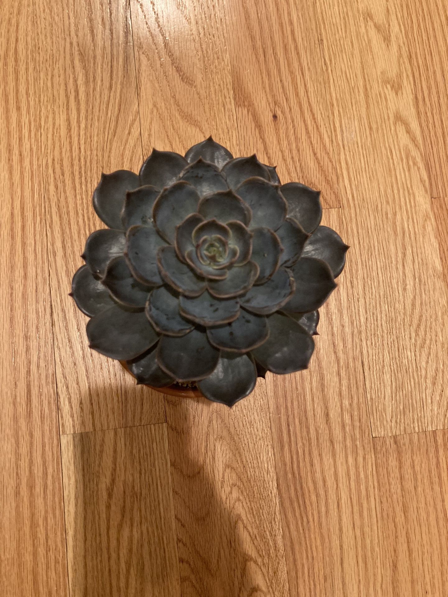 Echeveria marrom Succulent