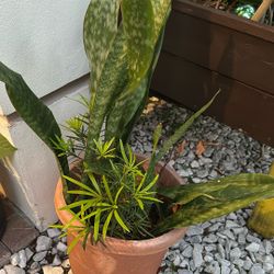 Snake Plants