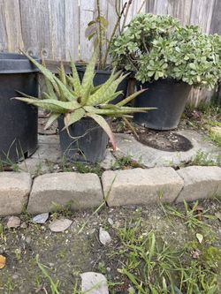 Aloe Vera