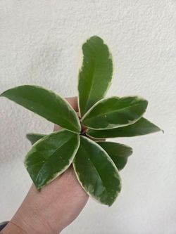 Hoya Carnosa Krimson Queen Plant Cuttings