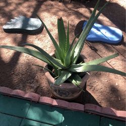 Savila  Plant Muy Grande