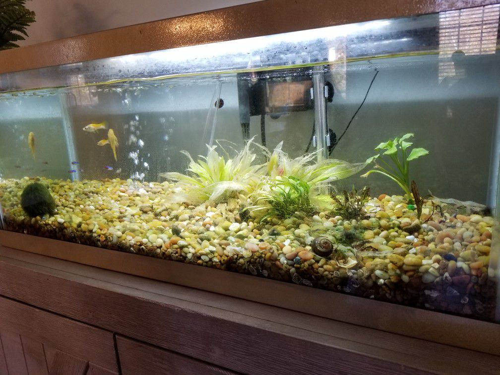 Fish tank 50g