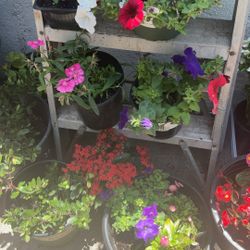 Variety 10 Plants Lot Of Flowers