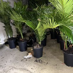 Exotic Sago Palms 