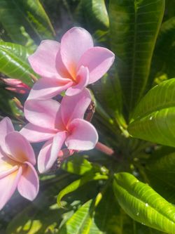 Plumerias cutting  mide como dos pies y medio sólo un Corte su precio es $20