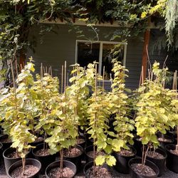 Malbec grape plants 🍇 