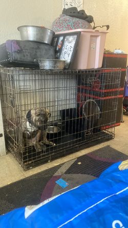 DOG NOT INCLUDED