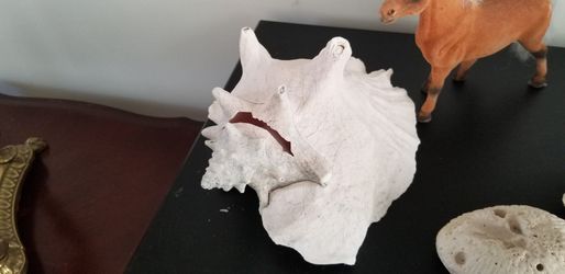 Large conch shell / sea shell