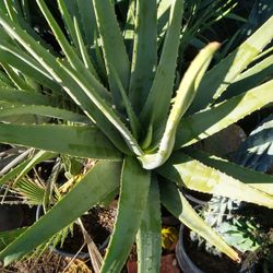 Aloe Vera Plant 